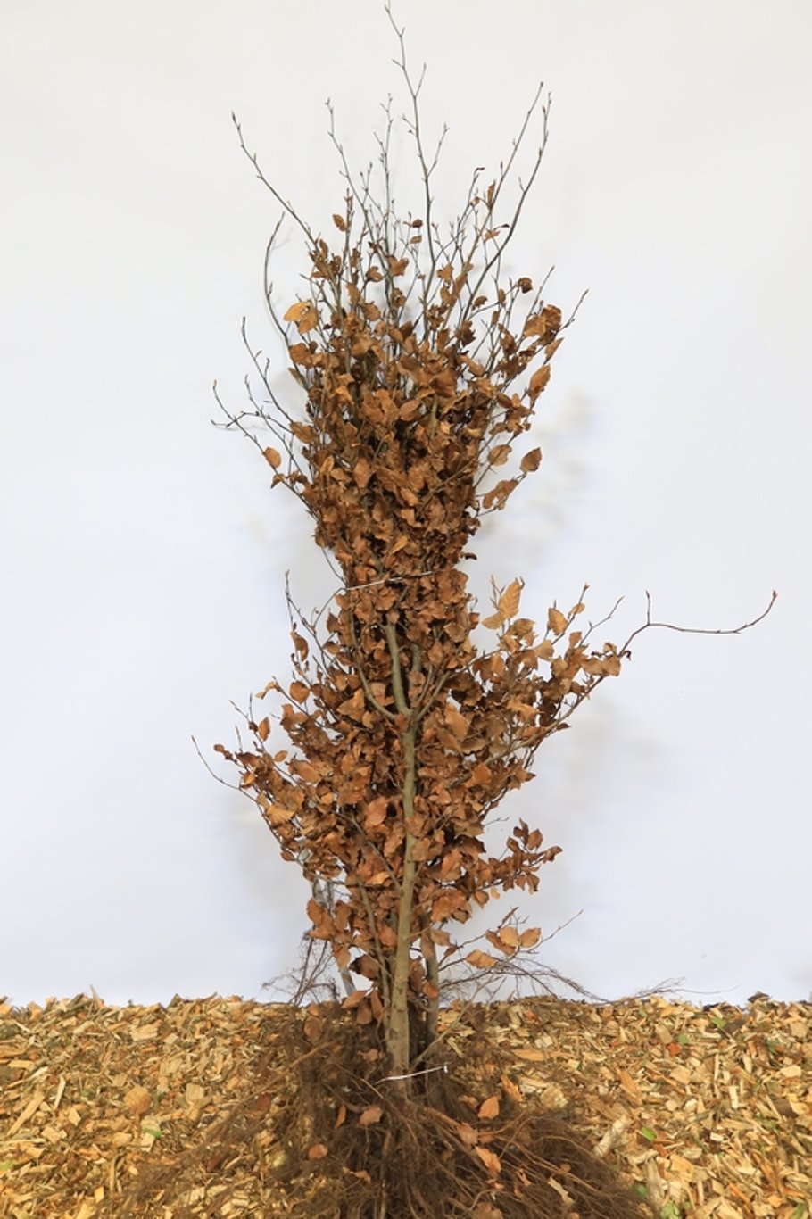 Fagus sylvatica - 175-200 CM Bare root 2/2